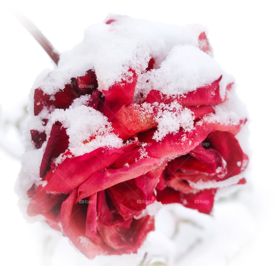 Red rose covered in snow