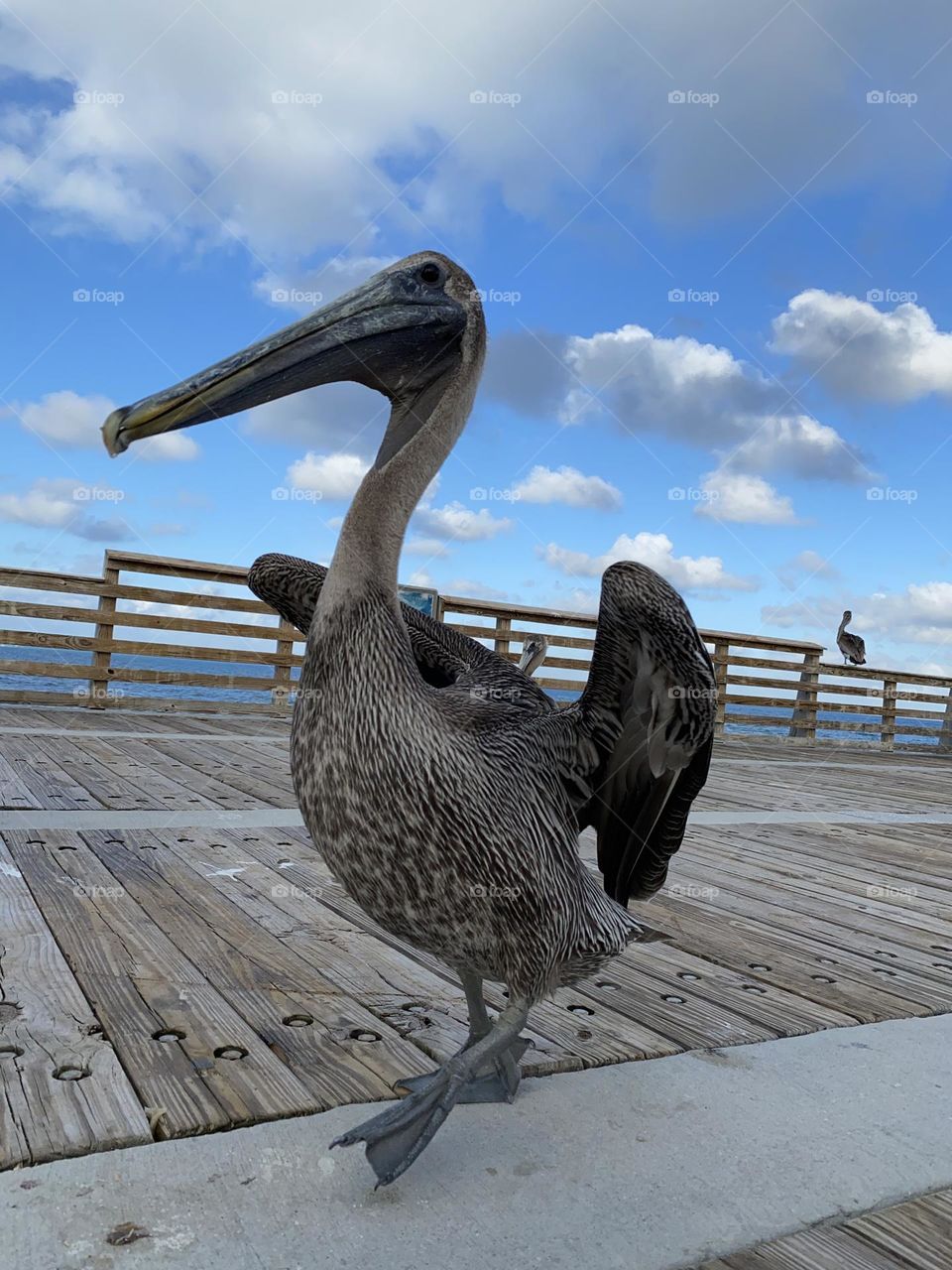 Pelican walking on boardwalk Pompano Florida.