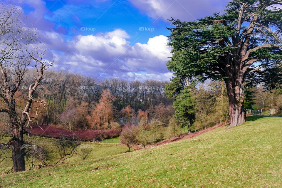 Idyllic park landscape
