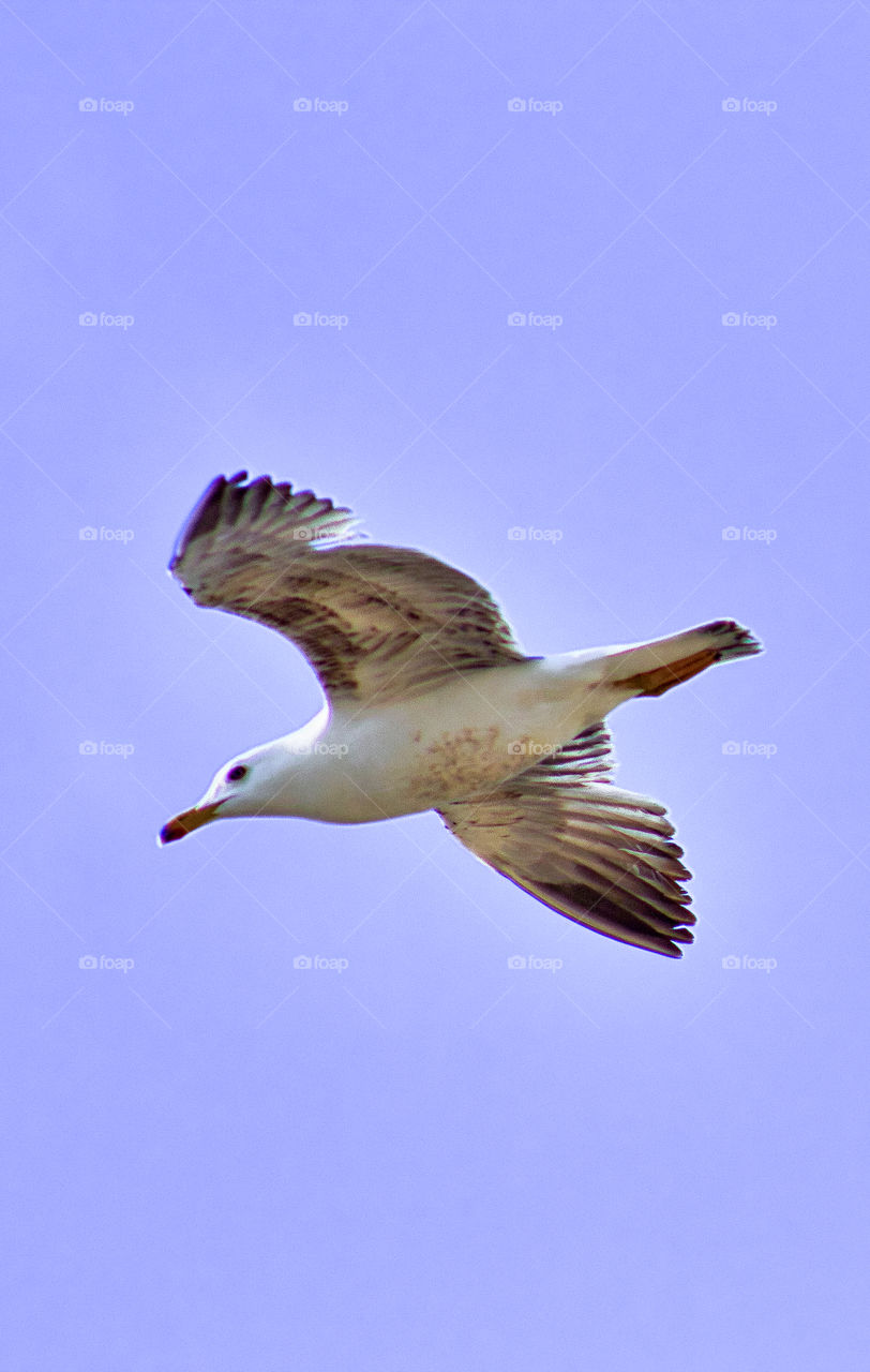 Larus bird flying