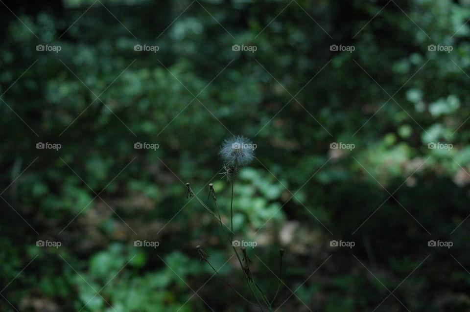 A fuzzy plant with seeds