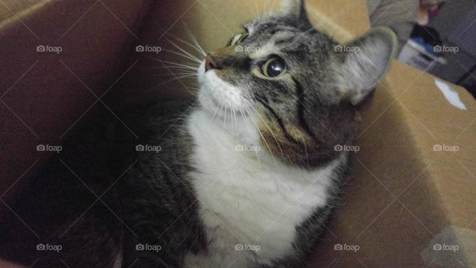 kitty in the box