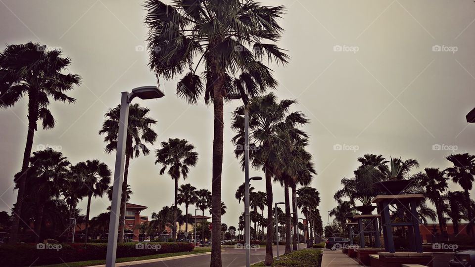 Palm trees on street