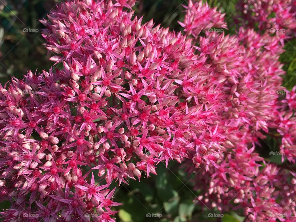 Pink flowers