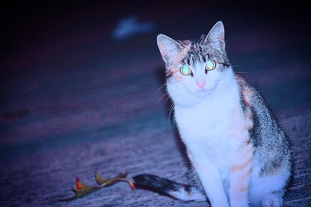 Lovely pet