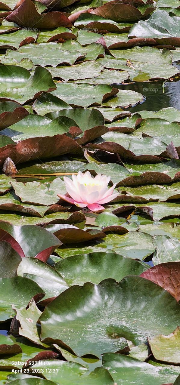 Lotus