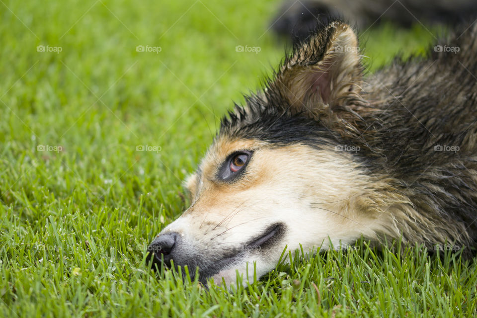 dog wet dog drying on a green field