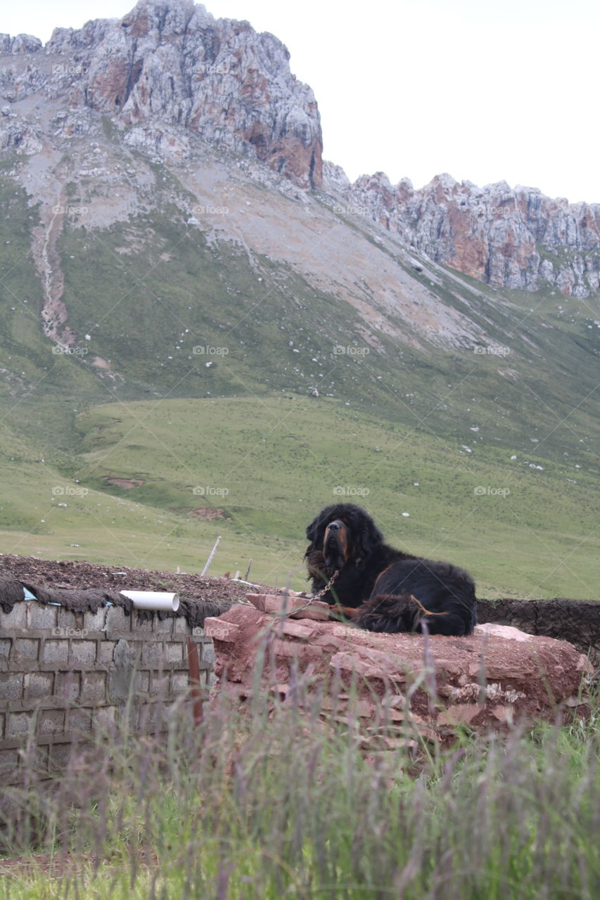 tibet mastiff