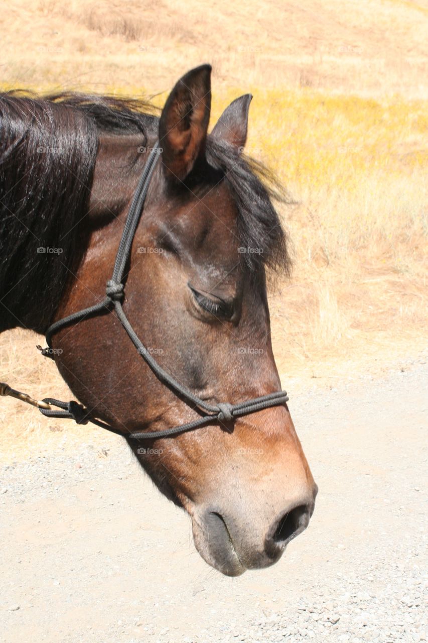 Head of Horse 