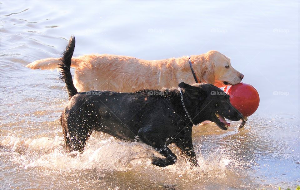 A spring walk with your dog, a yellow and black lab carrying a ball in the water 