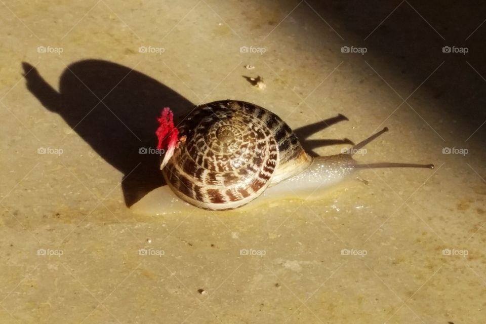 Lady snail