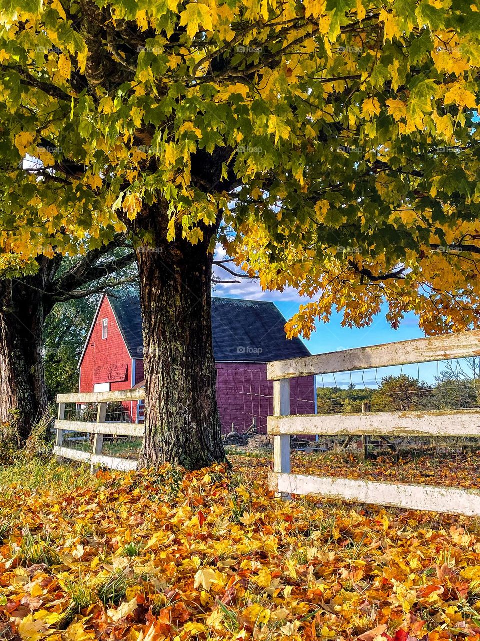 Autumn Farm. Leaves fall and gather by the fences of a red barn in the countryside.