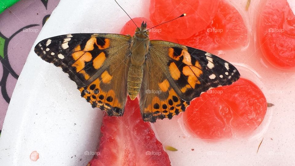 Butterfly on Fruit