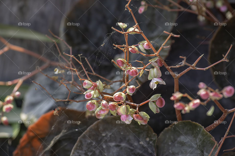 Begonia or Pink flowers blooming in the garden and cobwebs