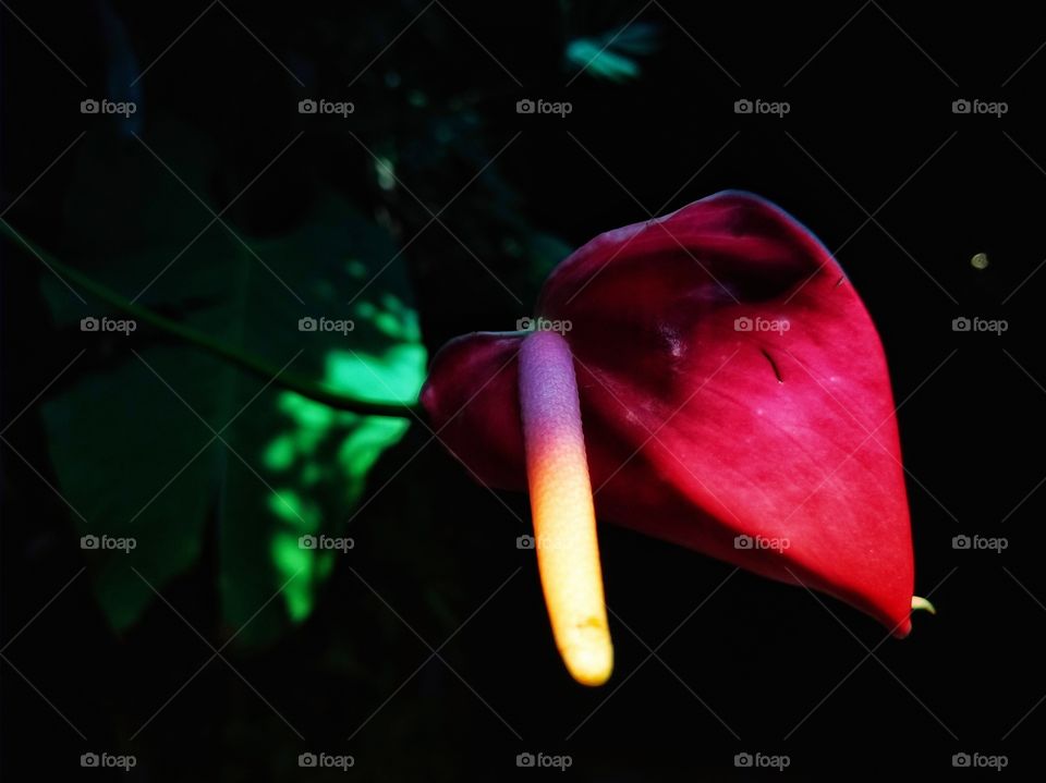 Random flower in Cloud Forest, SG