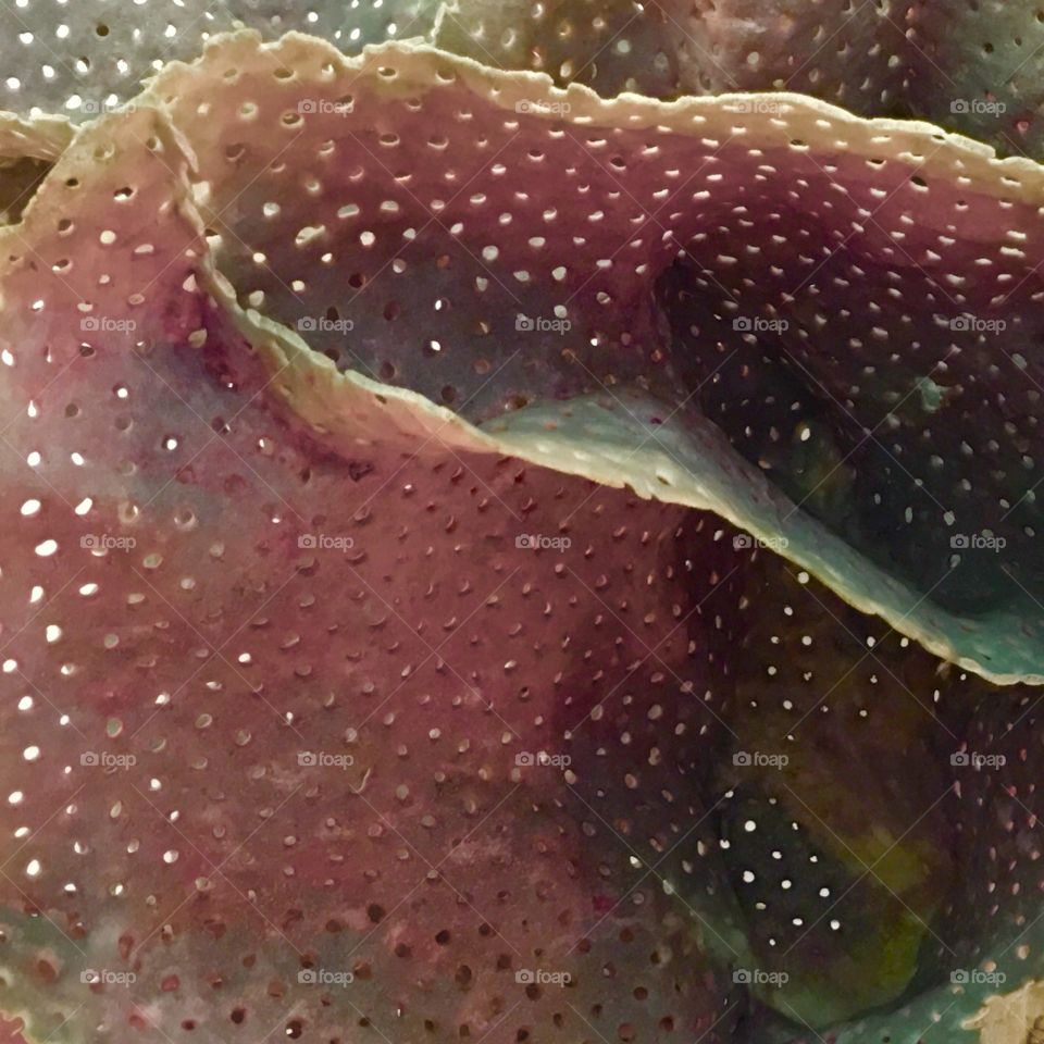 Abstract coral texture