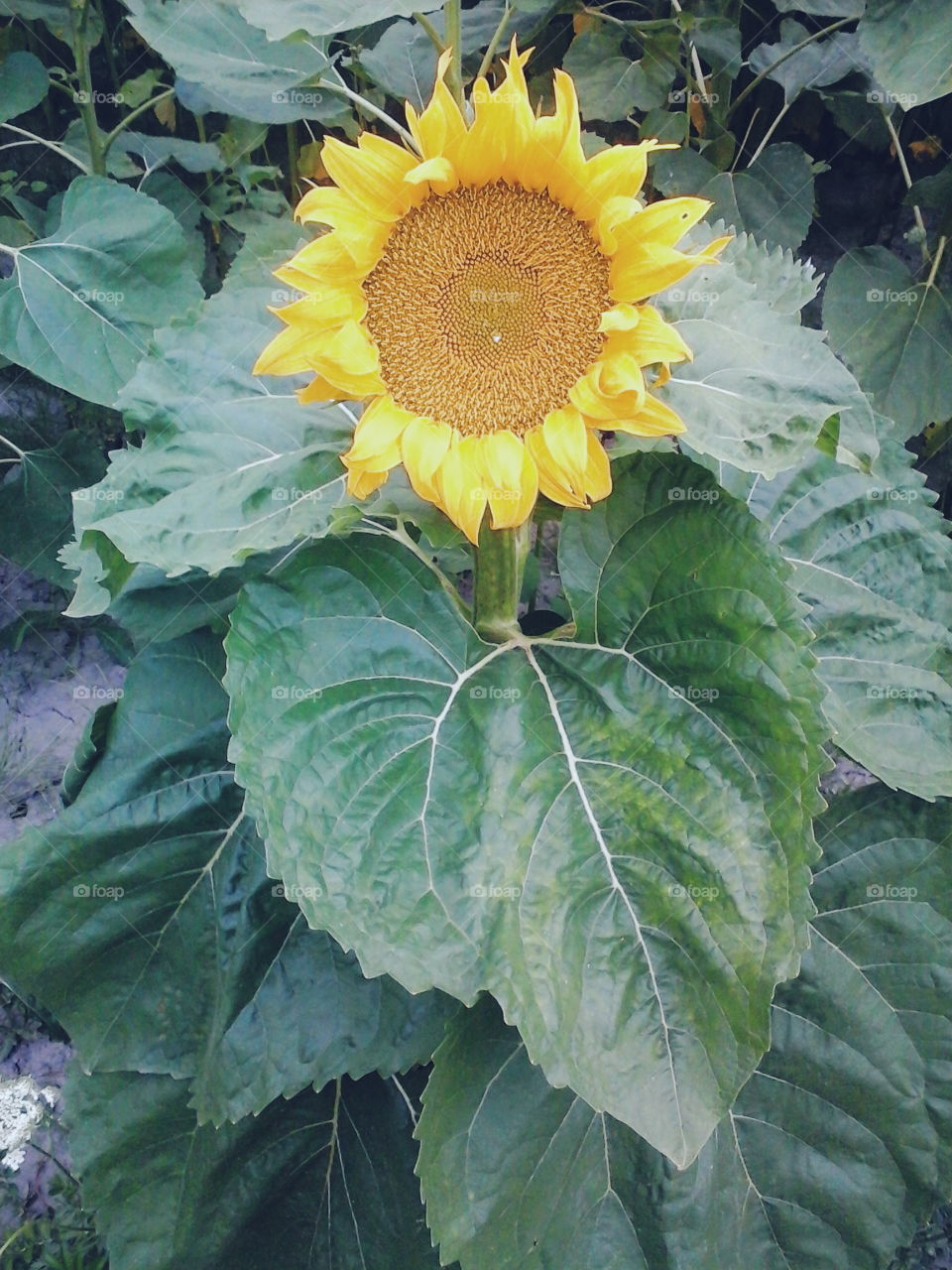 Field of sunflowers