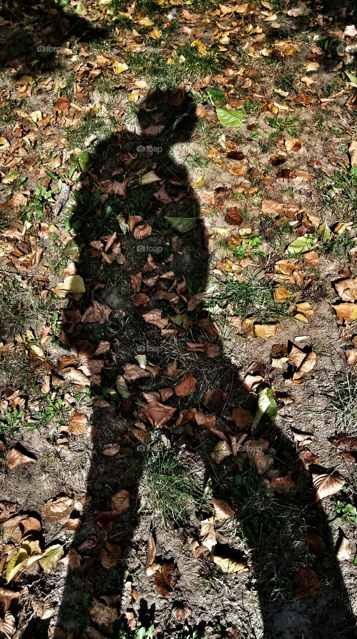 autumn shadow