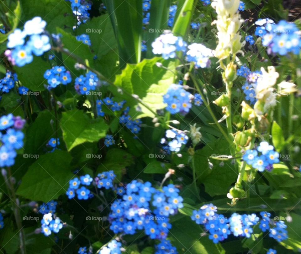 Blue flowers