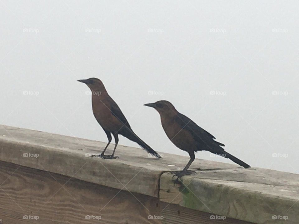 Two birds perch on a dock in the fog