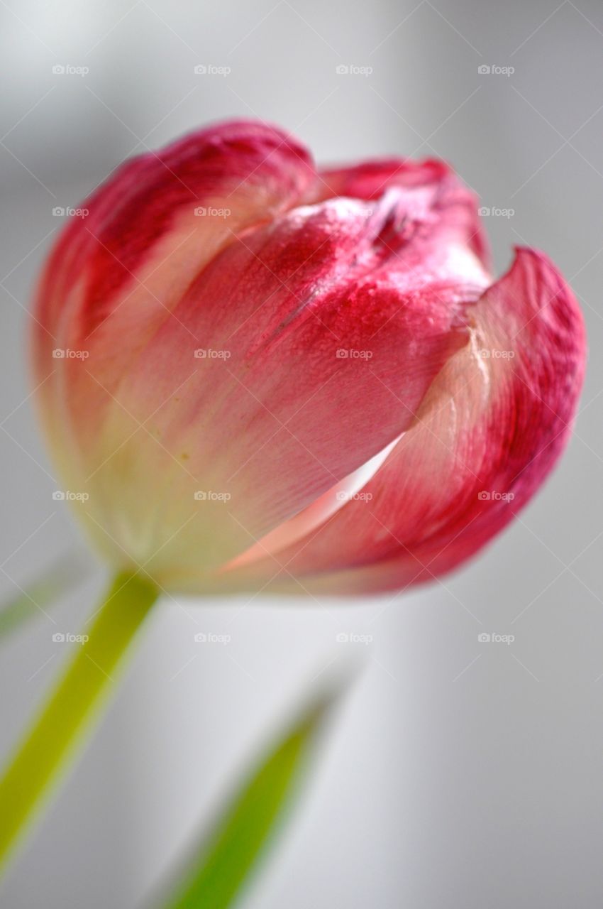 Tulip