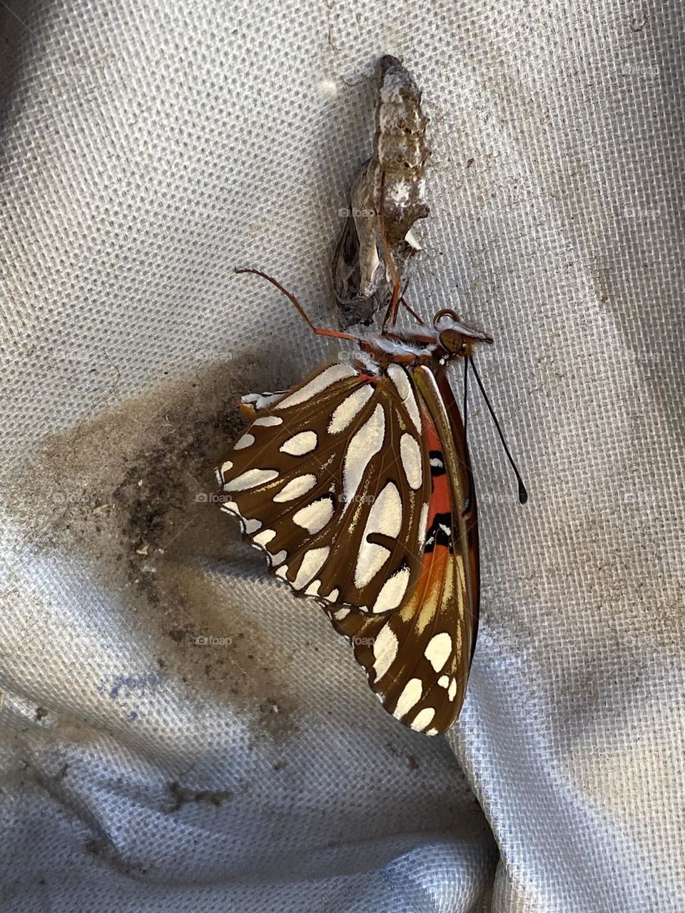 Gulf Fritillary Butterfly and cocoon 