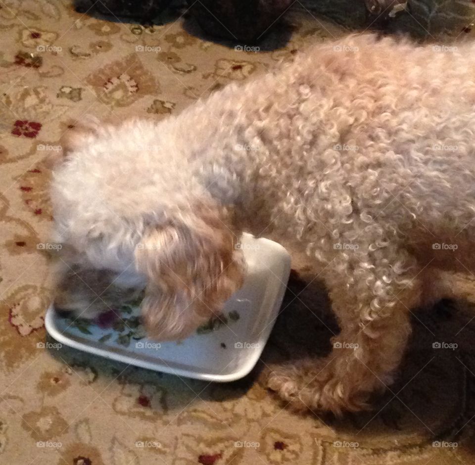 Poodle dog eating from white dish