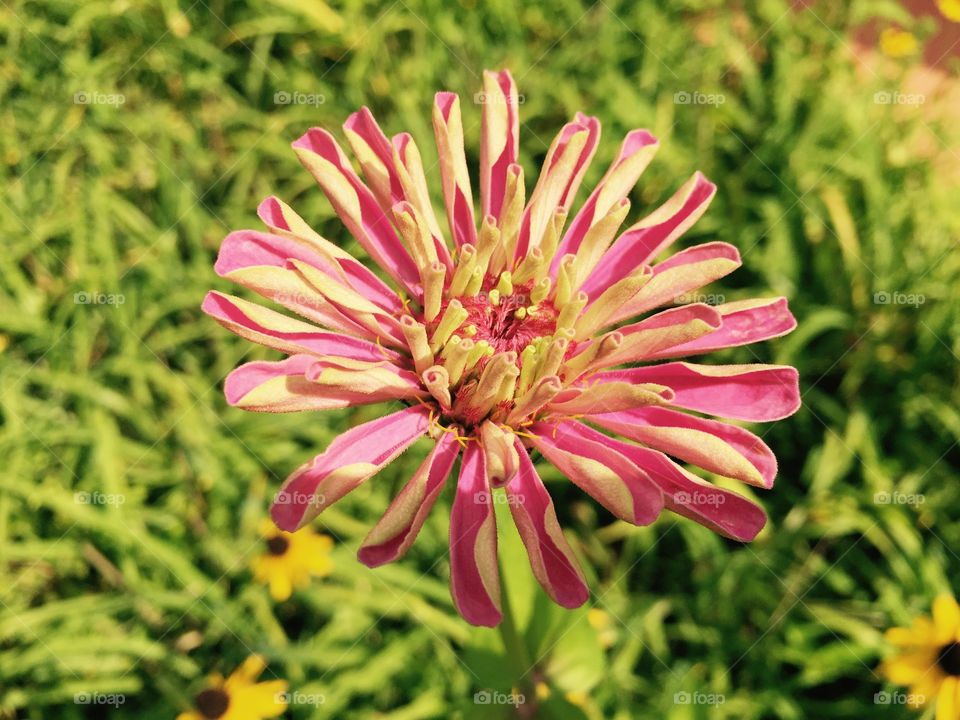 Closeup of a pink and white spiked flower with green leafy background. 