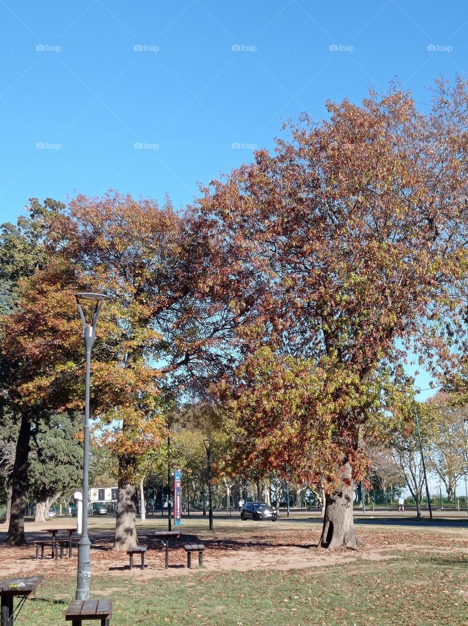 picnic under the autumn trees / picnic bajo arboles de otoño