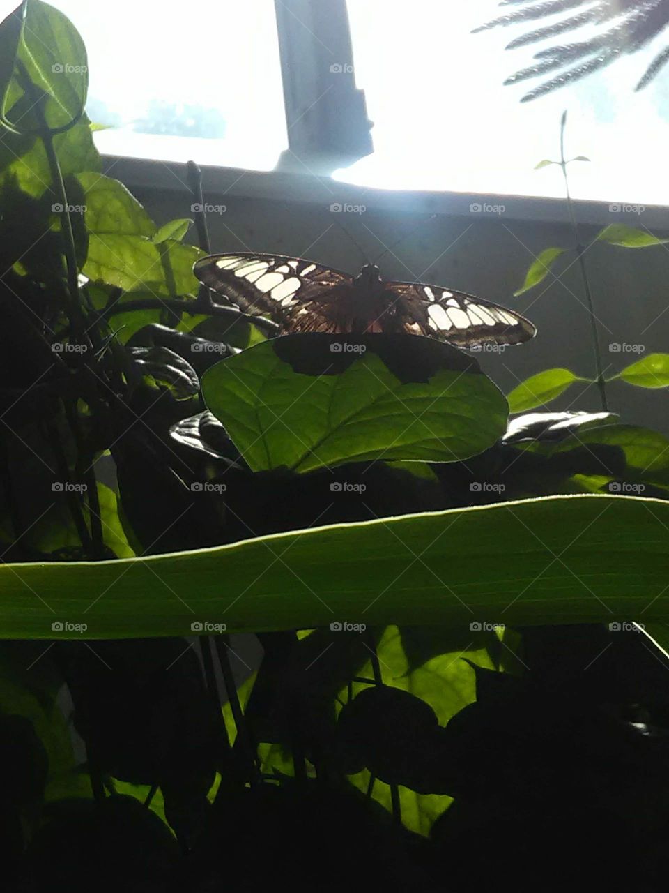 Skylight butterfly wings