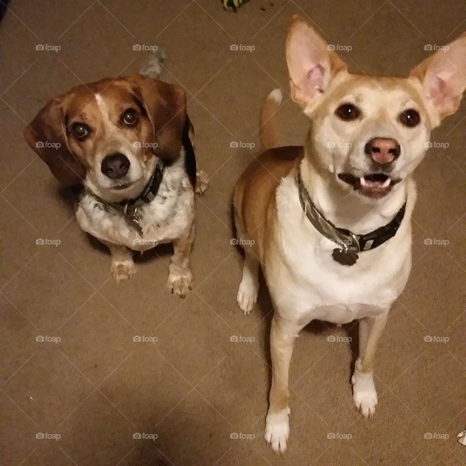 My puppies smiling and waiting patiently for their peanut butter goodies!!