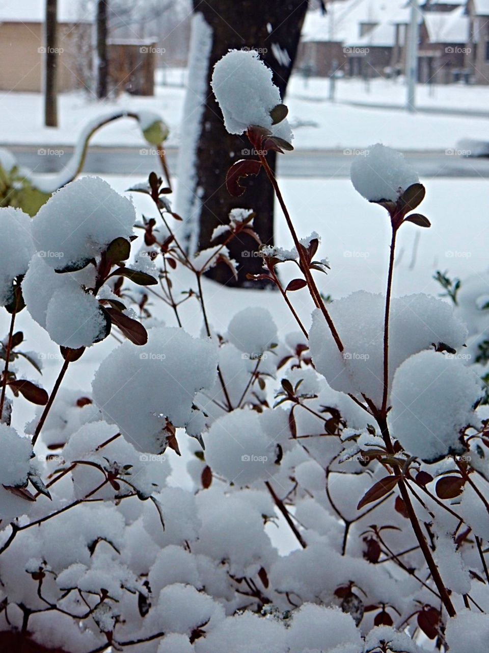 Snowfall winter beauty