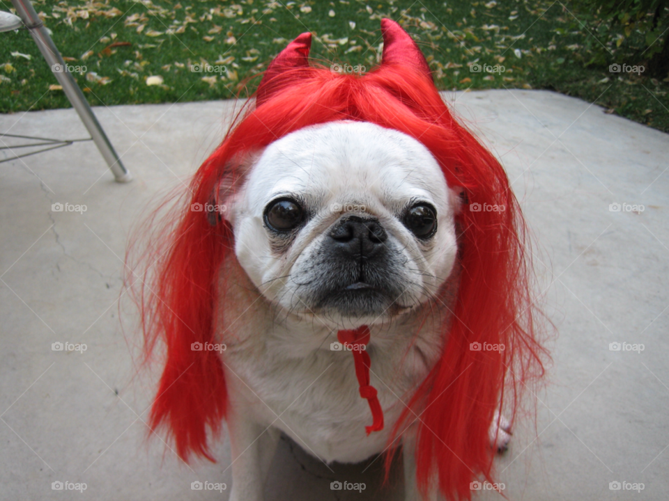 dog devil halloween cute by melody