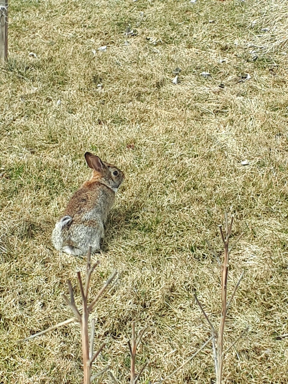 Jack rabbit chilling in our backyard