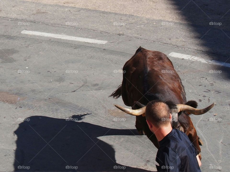Release of heifers in the streets, typical vilafranca Party in Teruel Spain