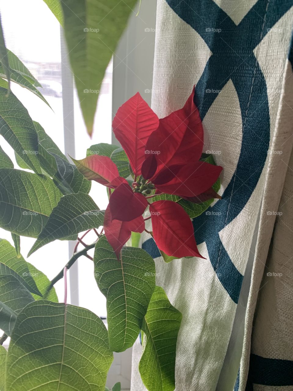 Poinsettia turning red 