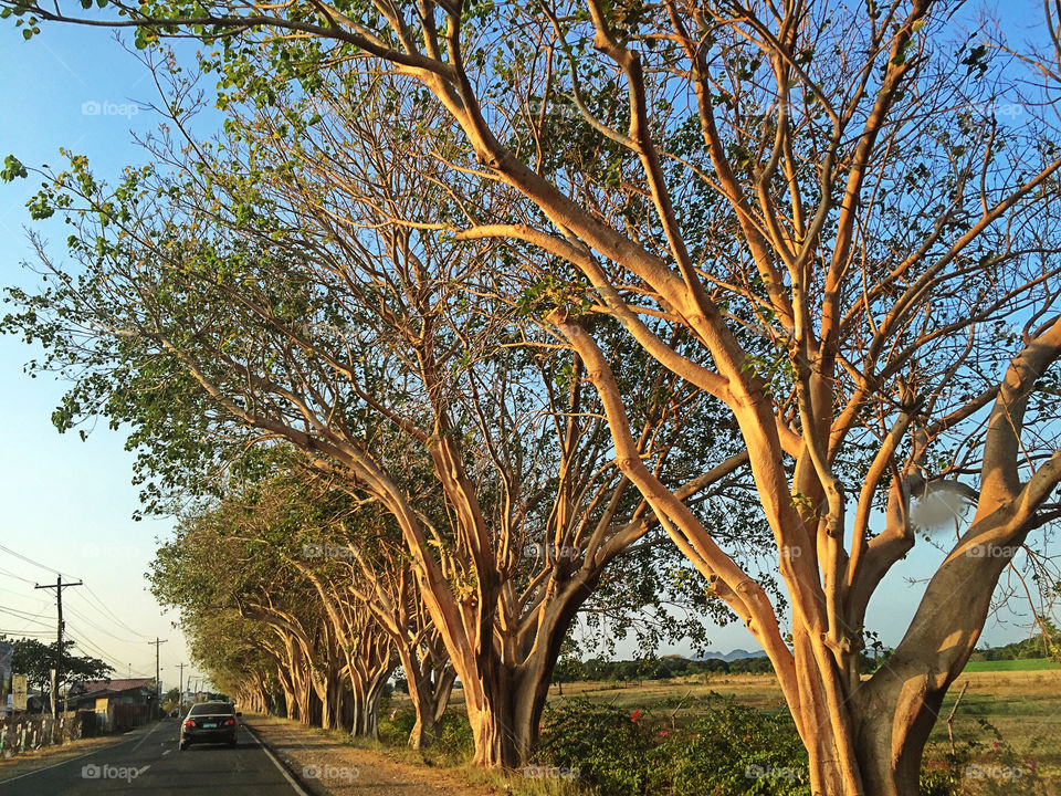 Roadside Trees