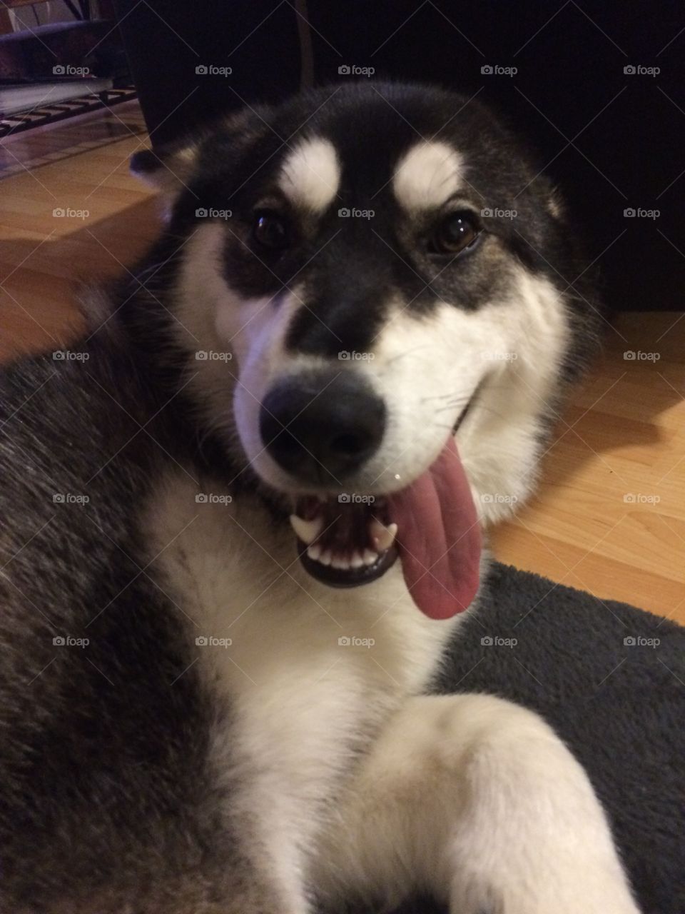 Cute husky with tongue hanging out the side of her mouth 