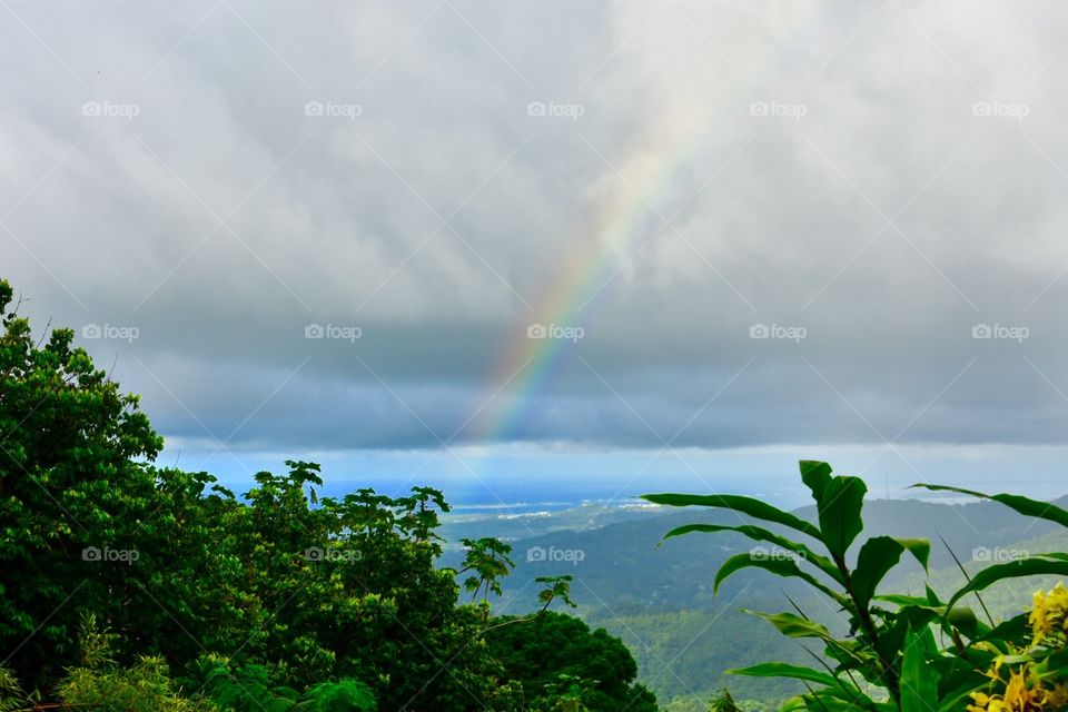 Rainbow Rainforest 
