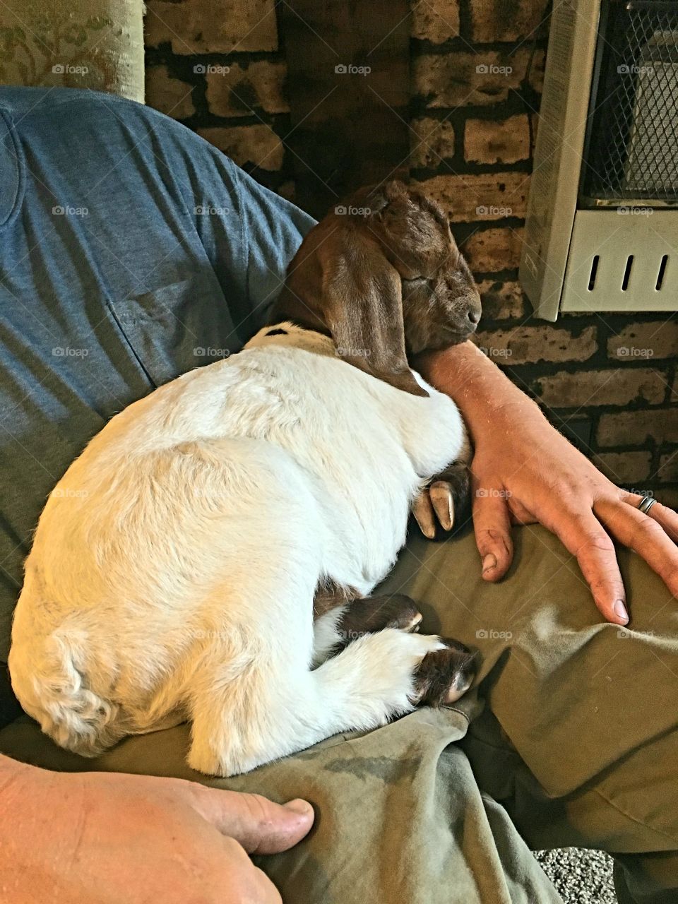 Lap goat. Baby got sitting in my brother's lap napping.