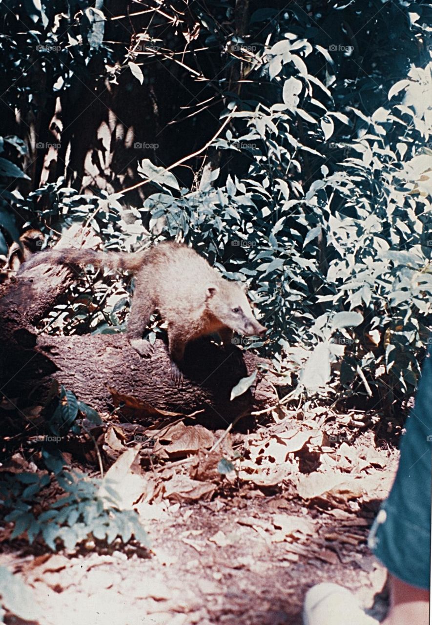 animals of argentina -pentax k1000 - 35mm