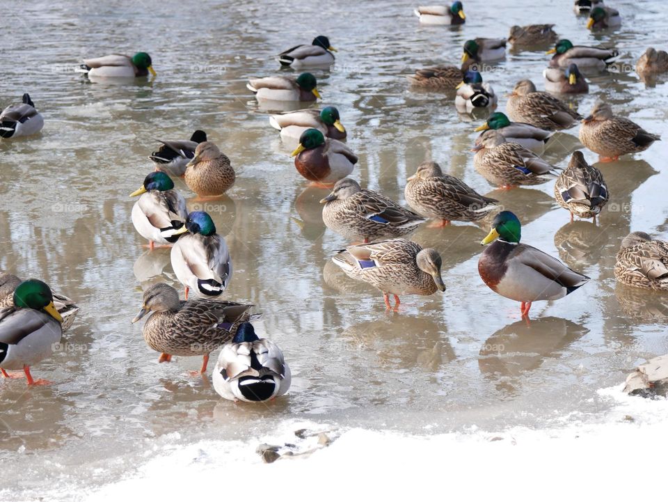 The ducks at the local city park are huddled together to stay warm. It’s a chilly winter day!