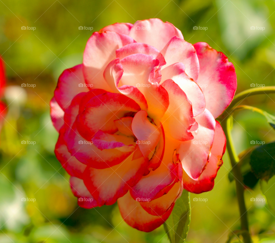 rose pink and white rosé grandiflora by lightanddrawing