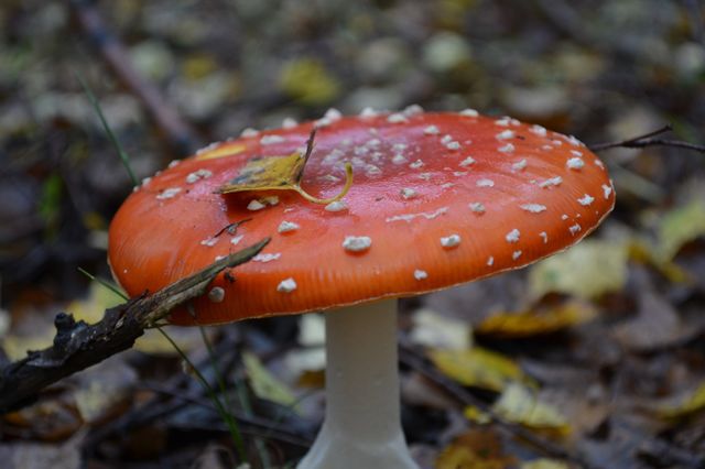 mushroom