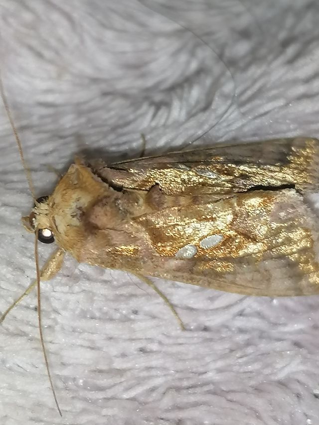 Moth