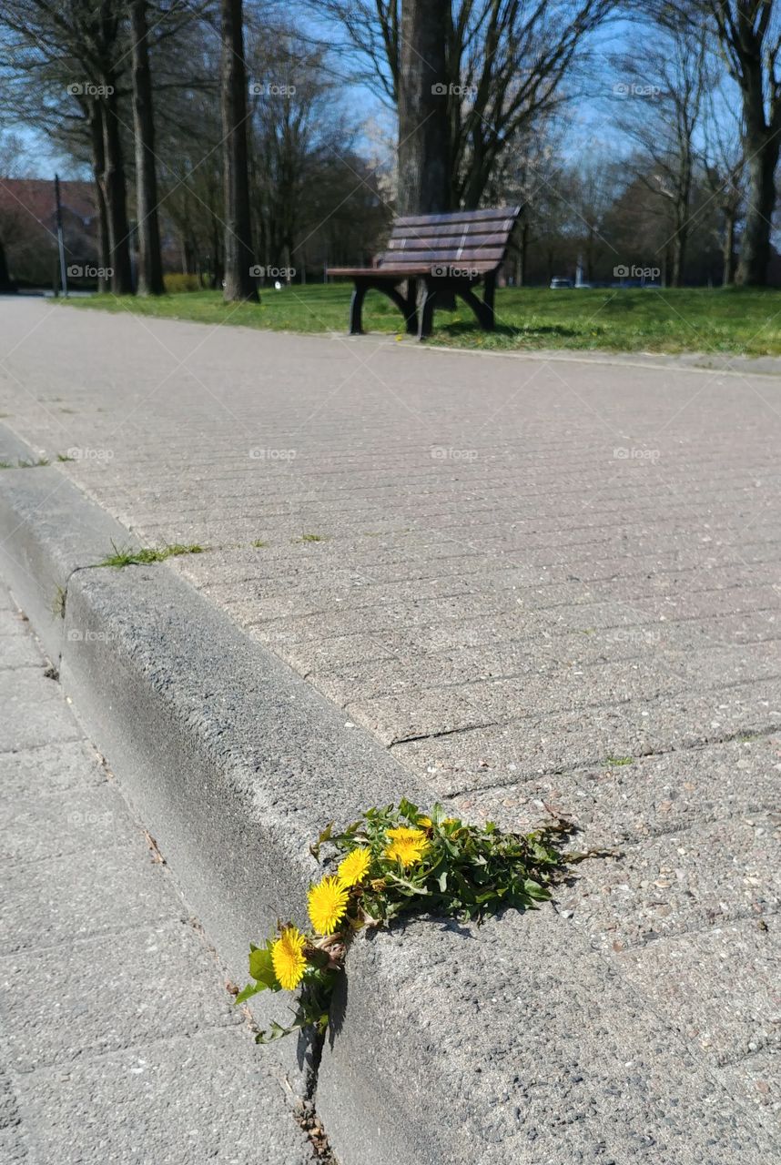wegesrand bordstein weg bank Straße bkumen Unkraut gelb Löwenzahn Frühling