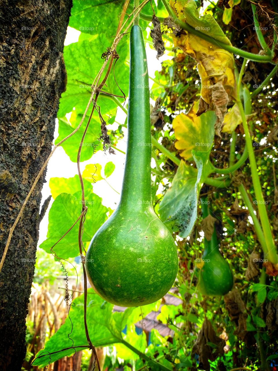 Wild bottlegoard generally used as mug for drawing liquids in tribal regions.