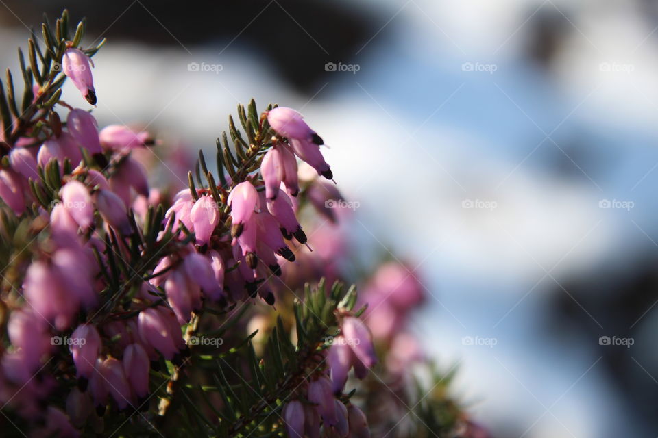 Die ersten Blumen im Frühling...