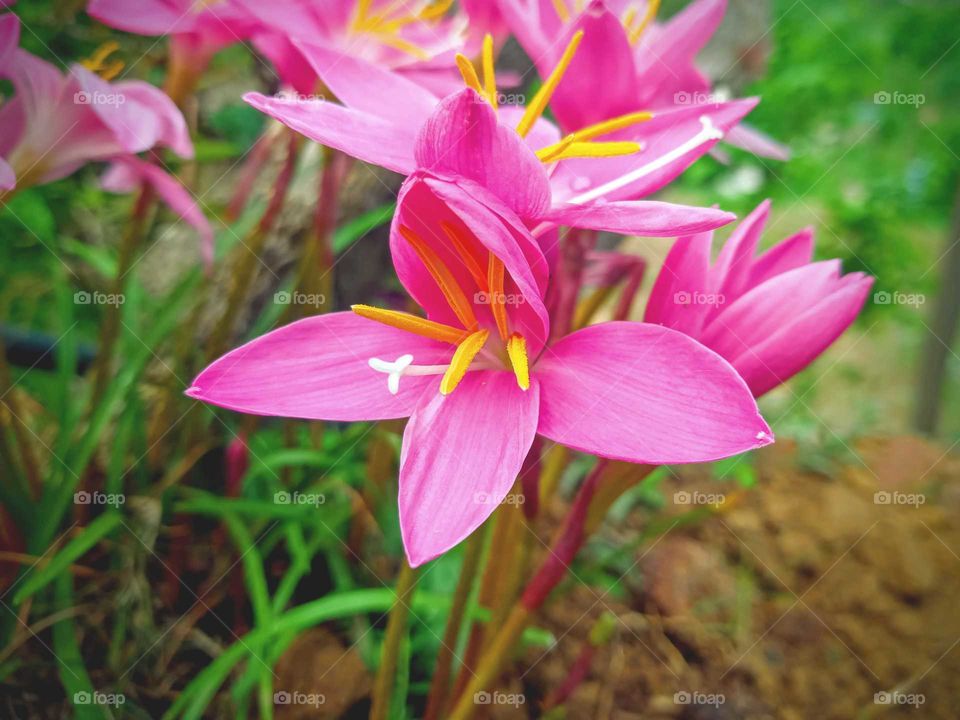 portrait shot of a pink and beautiful flower taken at my garden, logest survive is one day,