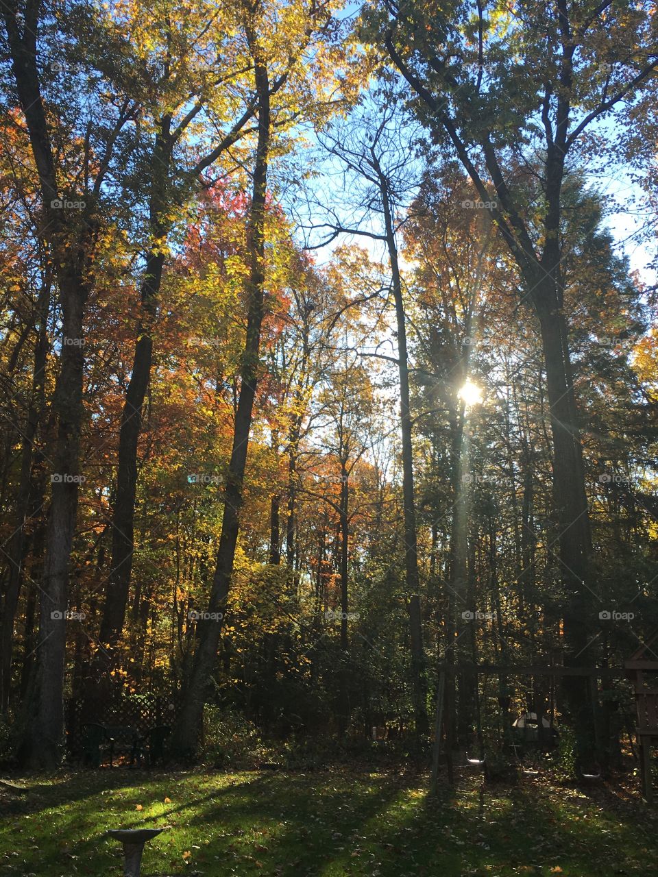 Beautiful Autumn Trees 